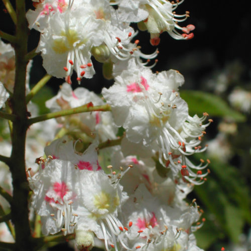 Marronnier blanc - White chestnut - No 35 (30ml)